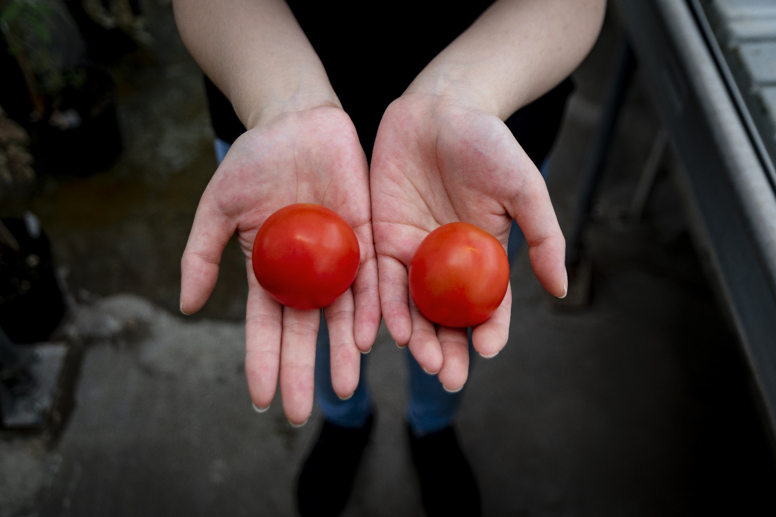 UK supermarkets facing tomato shortage 