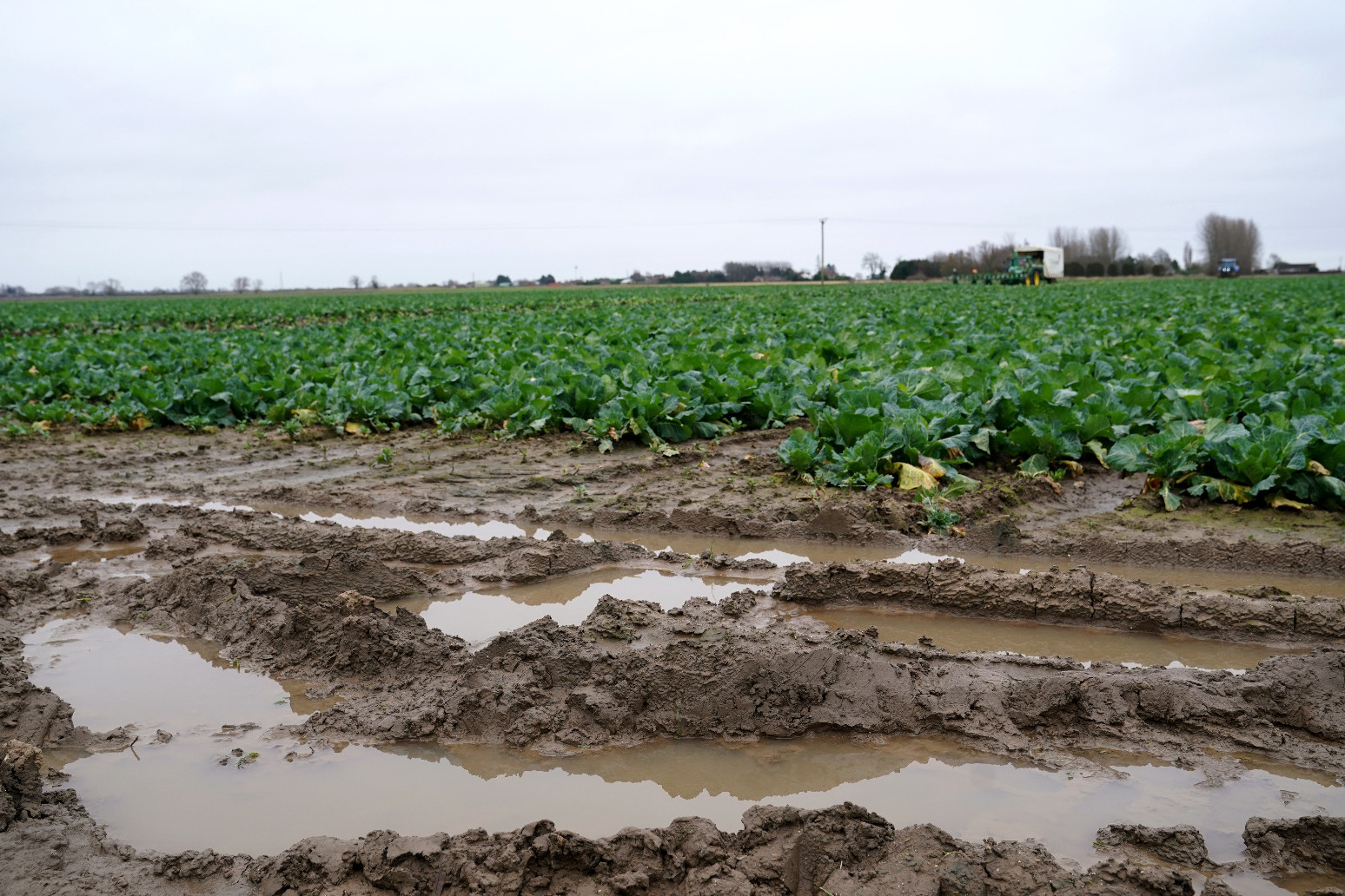 Supermarket chain accepts smaller vegetables in bid to help flood-hit farmers 