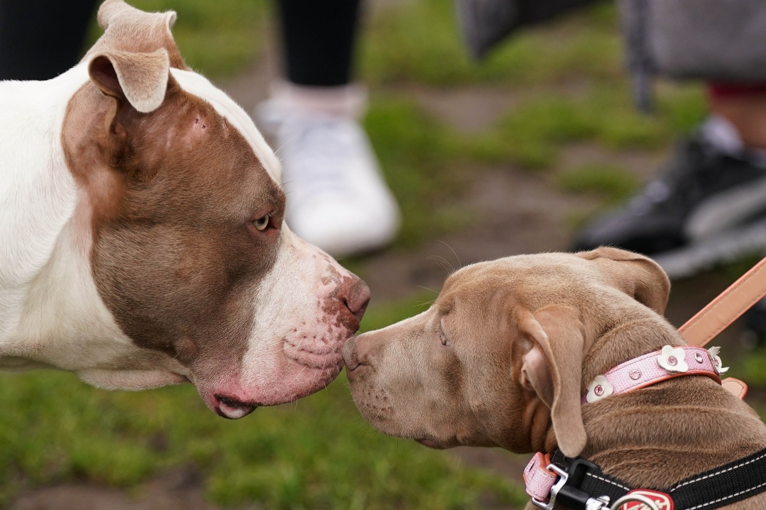 XL bully owners have two weeks to ensure dog is legal 
