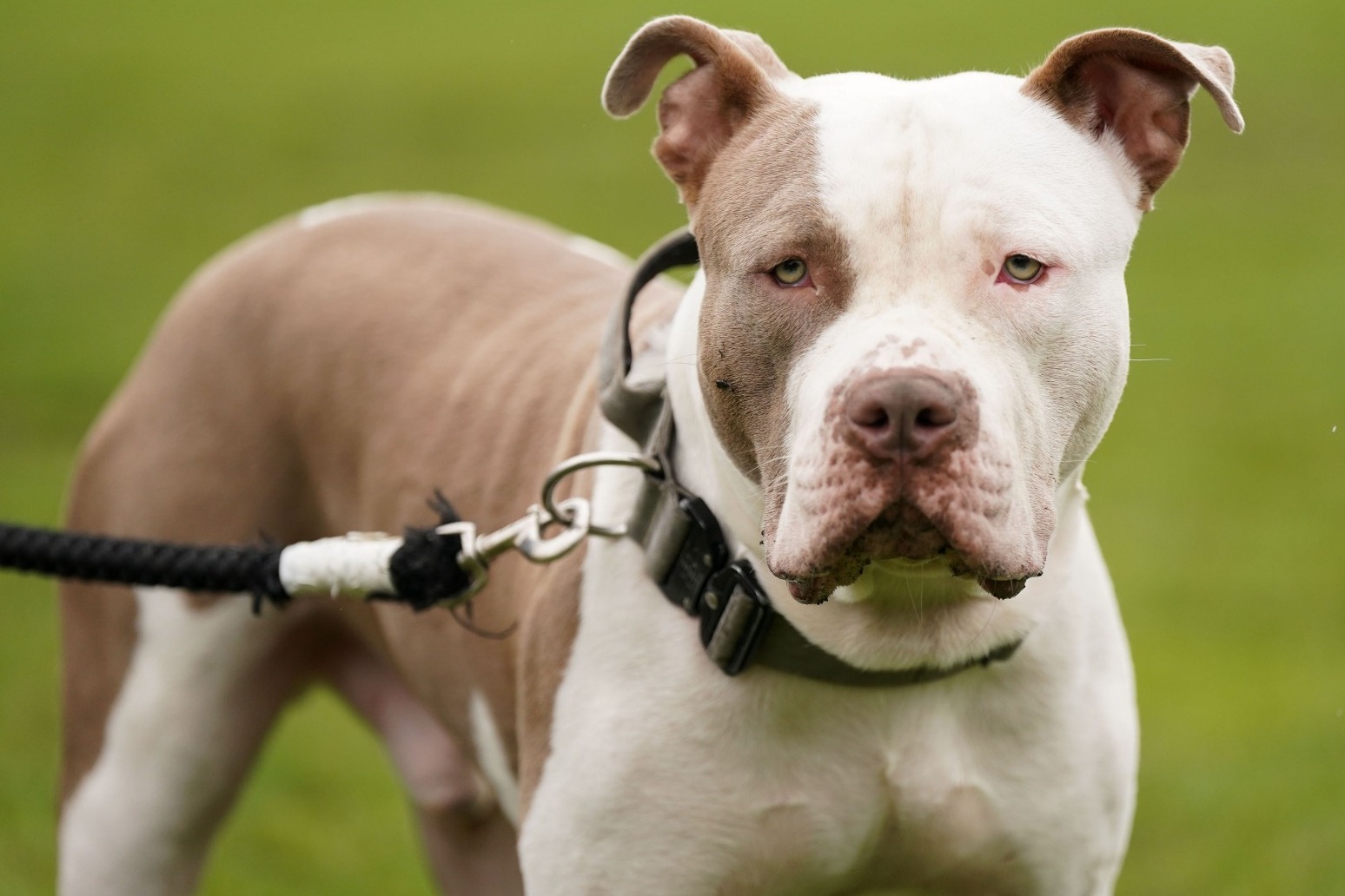 Thousands of XL bully dogs spared 