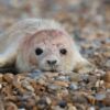 First grey seal pup of the season born at coastal ex military site