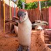 Penguin Chicks Cool Off During Heatwave With Dip In Zoos Pool
