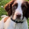 Police Dog Behind 250000 Criminal Cash Haul Dies After Collision