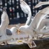 100000 To Control Seagulls Ahead Of Summit