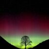Minimum Age Of Sycamore Gap Tree Confirmed By Scientists After Illegal Felling